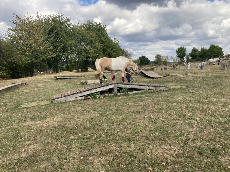 German Riding Pony Mix Mare 15 years 14.1 hh Pinto in Morschen