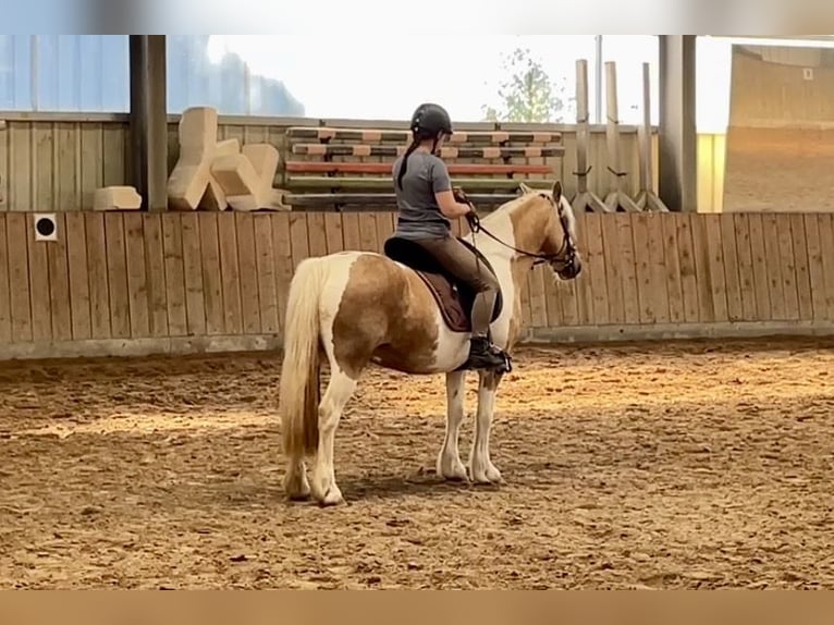 German Riding Pony Mix Mare 15 years 14.1 hh Pinto in Morschen
