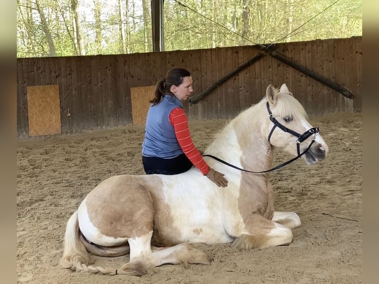 German Riding Pony Mix Mare 15 years 14.1 hh Pinto in Morschen