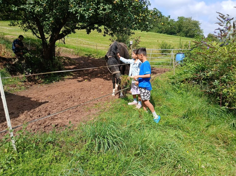 German Riding Pony Mare 15 years 14,1 hh Smoky-Black in Amorbach