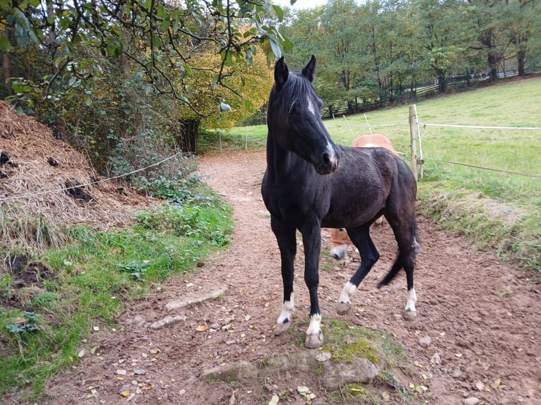 German Riding Pony Mare 15 years 14,1 hh Smoky-Black in Amorbach