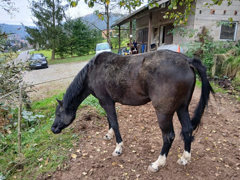 German Riding Pony Mare 15 years 14,1 hh Smoky-Black in Amorbach