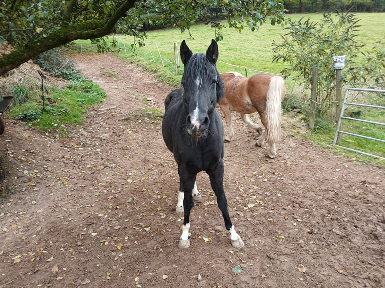 German Riding Pony Mare 15 years 14,1 hh Smoky-Black in Amorbach