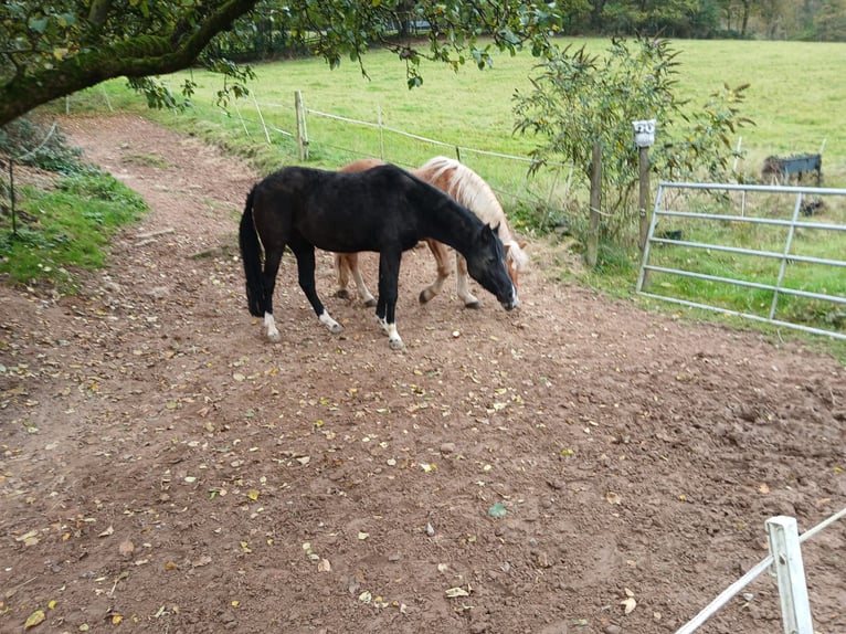 German Riding Pony Mare 15 years 14,1 hh Smoky-Black in Amorbach