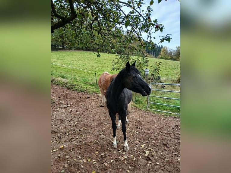 German Riding Pony Mare 15 years 14,1 hh Smoky-Black in Amorbach