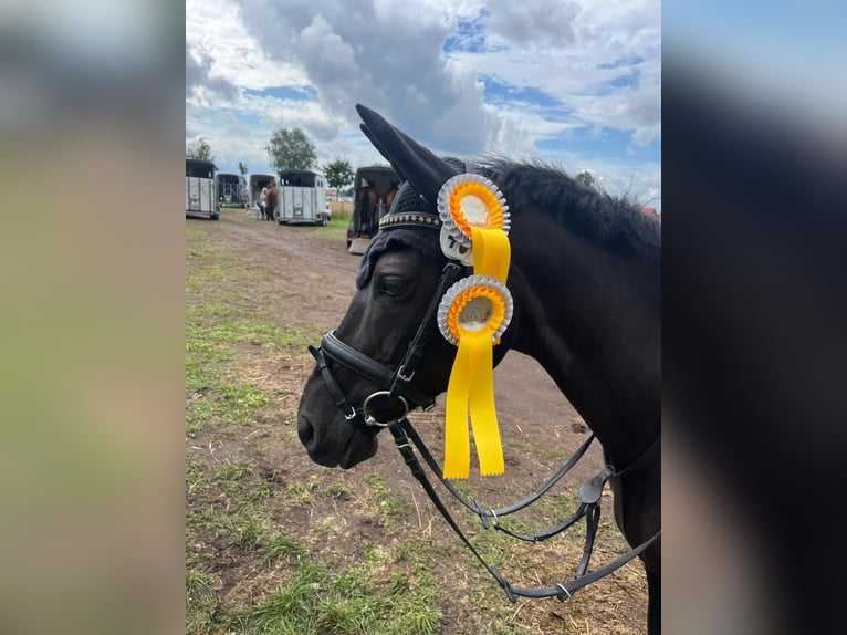 German Riding Pony Mare 15 years 14.2 hh Black in Hilgermissen