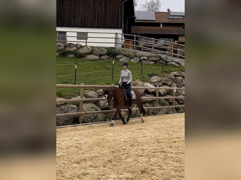 German Riding Pony Mare 15 years 14,2 hh Brown in Kötzting