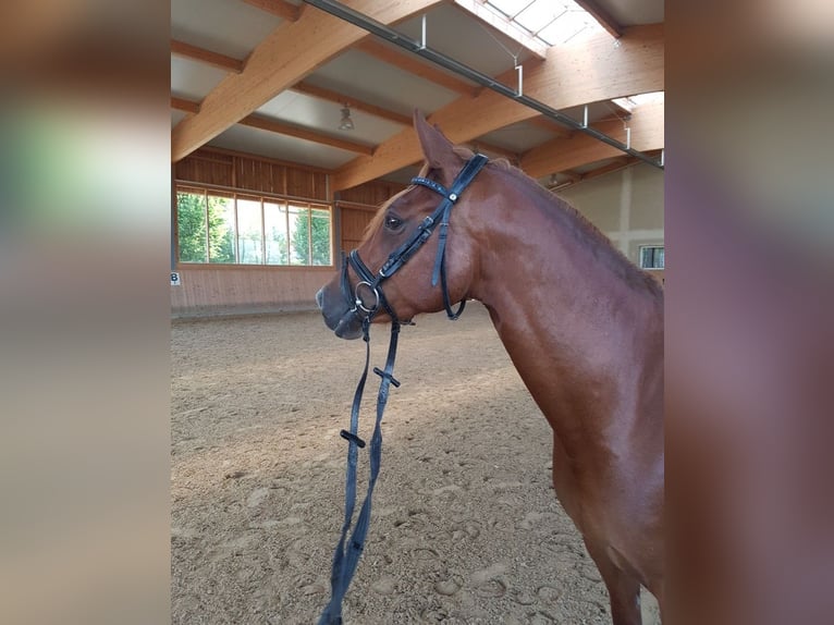 German Riding Pony Mare 15 years 14.2 hh Chestnut in Biburg