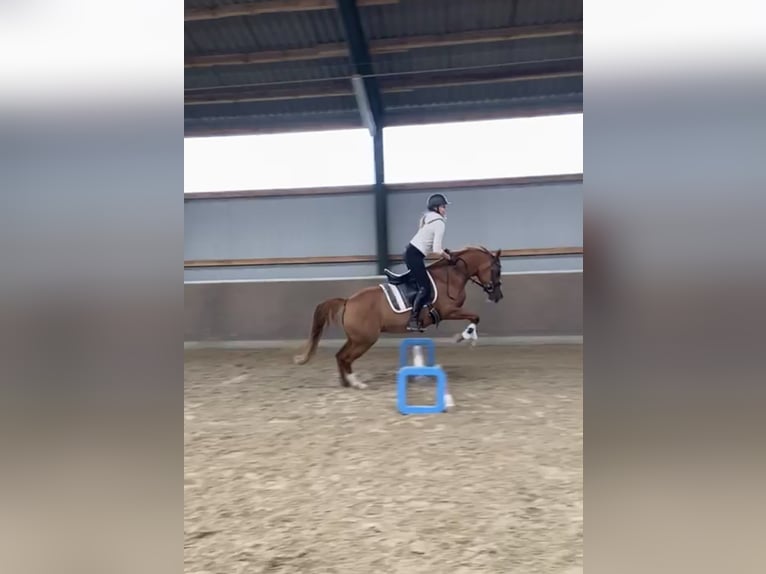 German Riding Pony Mare 15 years 14,2 hh Chestnut-Red in Thedinghausen