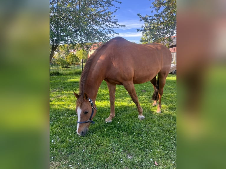 German Riding Pony Mare 15 years 14.2 hh Chestnut-Red in Staufenberg
