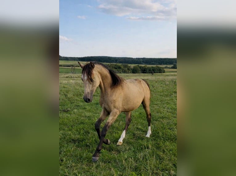 German Riding Pony Mare 15 years 14.2 hh Chestnut-Red in Staufenberg