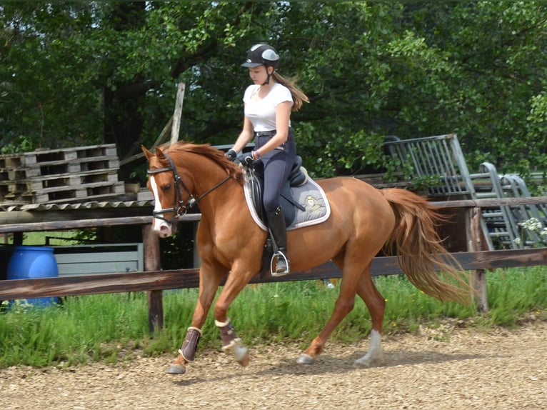 German Riding Pony Mare 15 years 14,2 hh Chestnut-Red in Thedinghausen