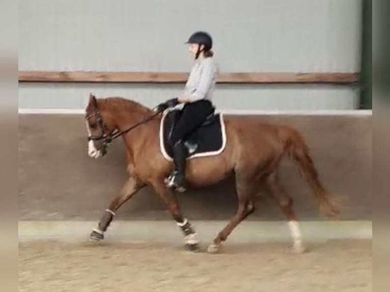 German Riding Pony Mare 15 years 14,2 hh Chestnut-Red in Thedinghausen