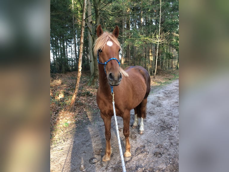 German Riding Pony Mix Mare 15 years 14.2 hh Chestnut-Red in Cadenberge