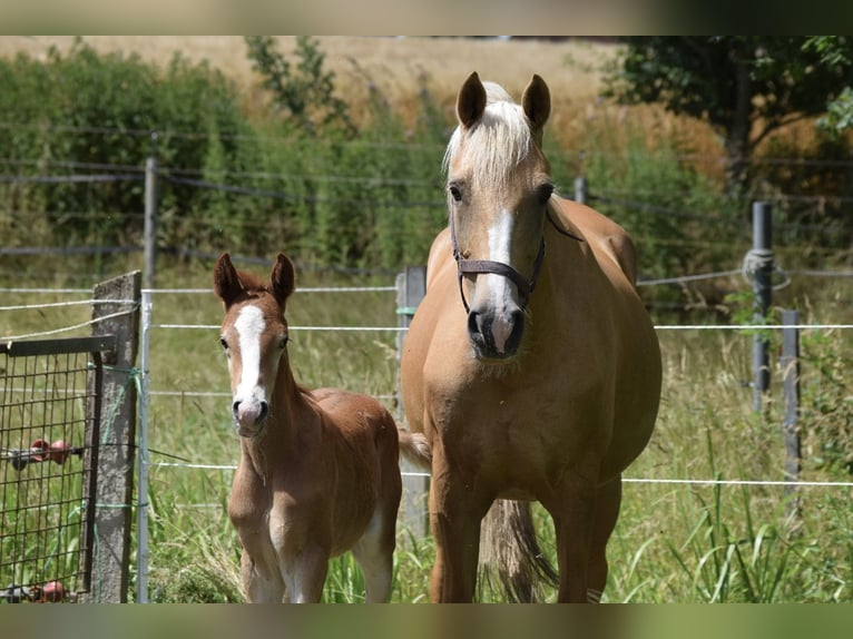 German Riding Pony Mare 15 years 14,2 hh Palomino in Stolzenau Anemolter-Schinna, Anemolter