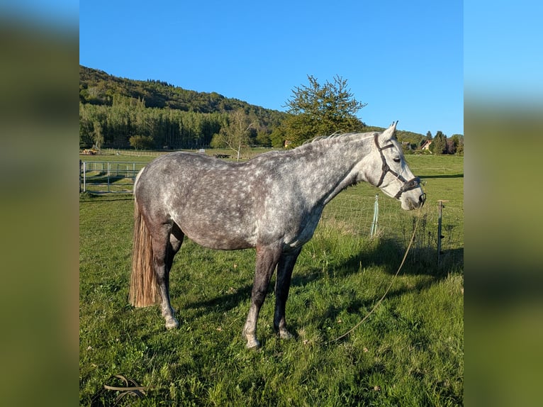 German Riding Pony Mare 15 years 14.3 hh Grey-Dark-Tan in Dresden