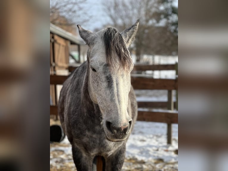 German Riding Pony Mare 15 years 14.3 hh Grey-Dark-Tan in Dresden