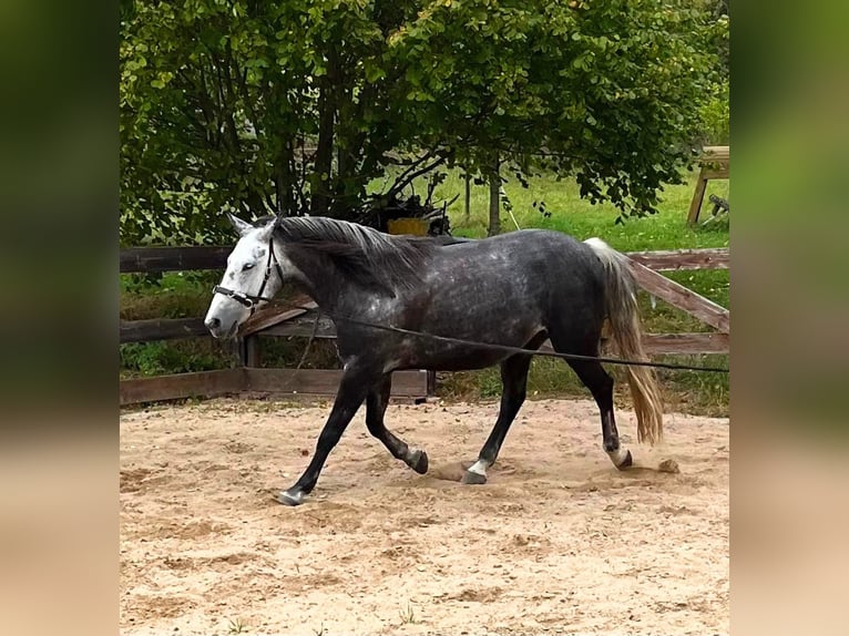 German Riding Pony Mare 15 years 14.3 hh Grey-Dark-Tan in Dresden