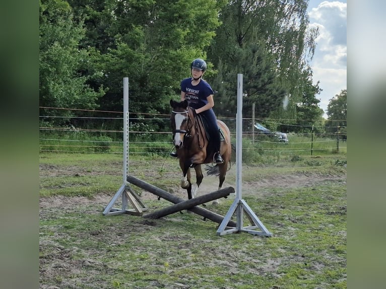 German Riding Pony Mare 15 years 14 hh Brown-Light in Zossen