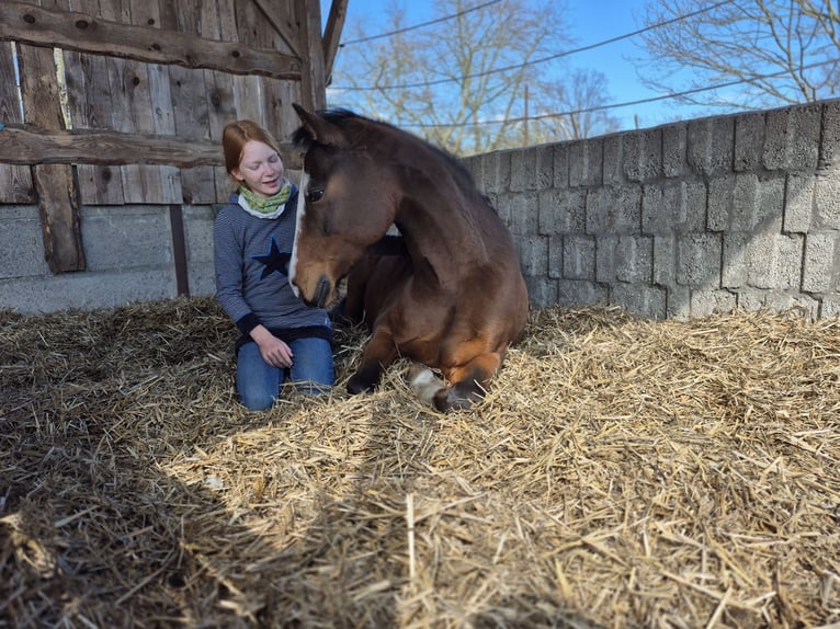 German Riding Pony Mare 15 years 14 hh Brown-Light in Zossen