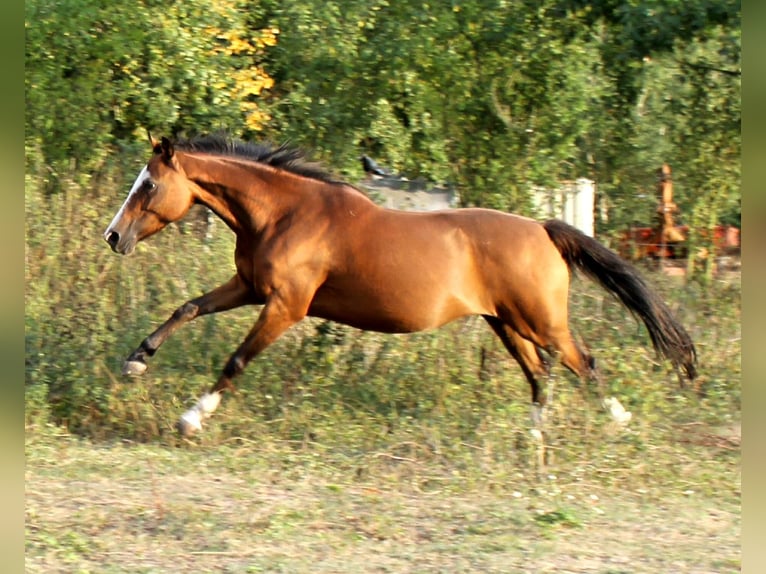 German Riding Pony Mare 15 years 14 hh Brown-Light in Zossen