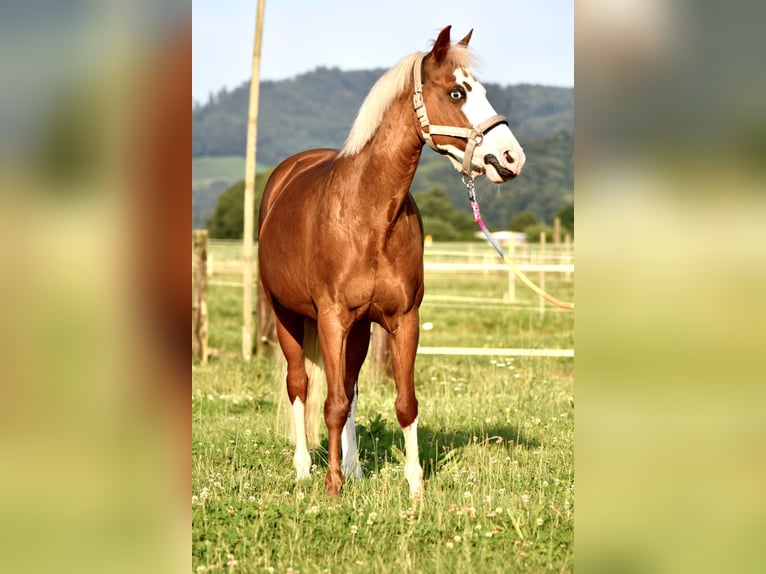 German Riding Pony Mare 15 years 14 hh Chestnut-Red in Gundelfingen