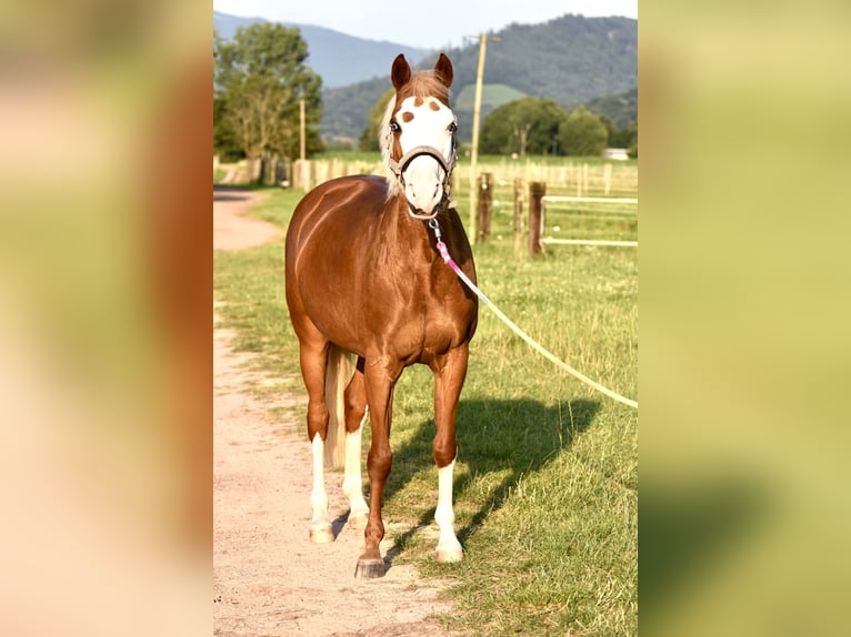 German Riding Pony Mare 15 years 14 hh Chestnut-Red in Gundelfingen