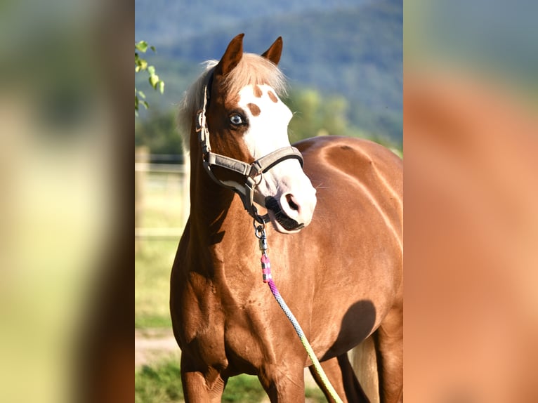 German Riding Pony Mare 15 years 14 hh Chestnut-Red in Gundelfingen