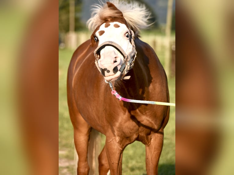 German Riding Pony Mare 15 years 14 hh Chestnut-Red in Gundelfingen