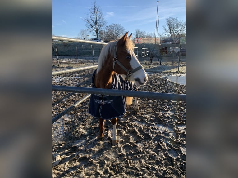 German Riding Pony Mare 15 years 14 hh Chestnut-Red in Gundelfingen