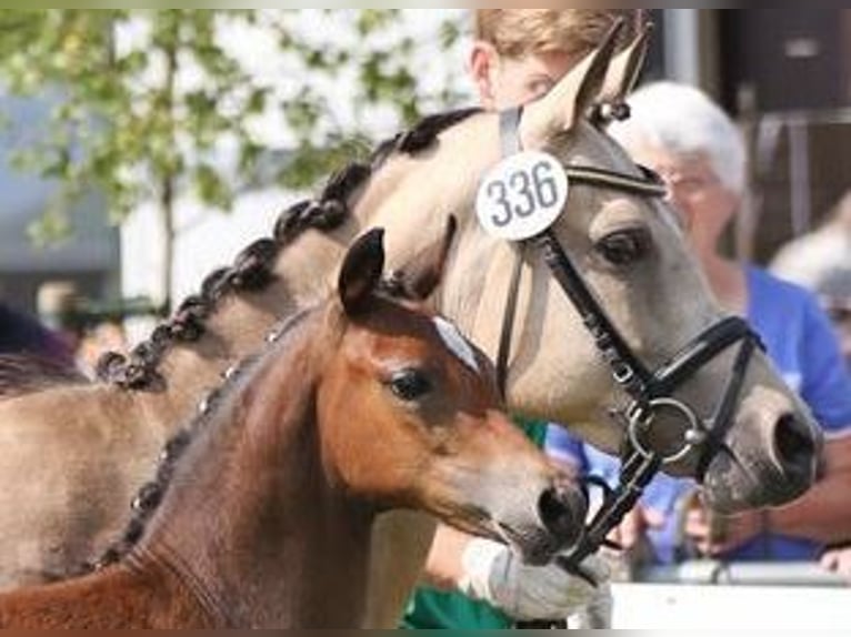 German Riding Pony Mare 15 years 14 hh Dun in Ahaus