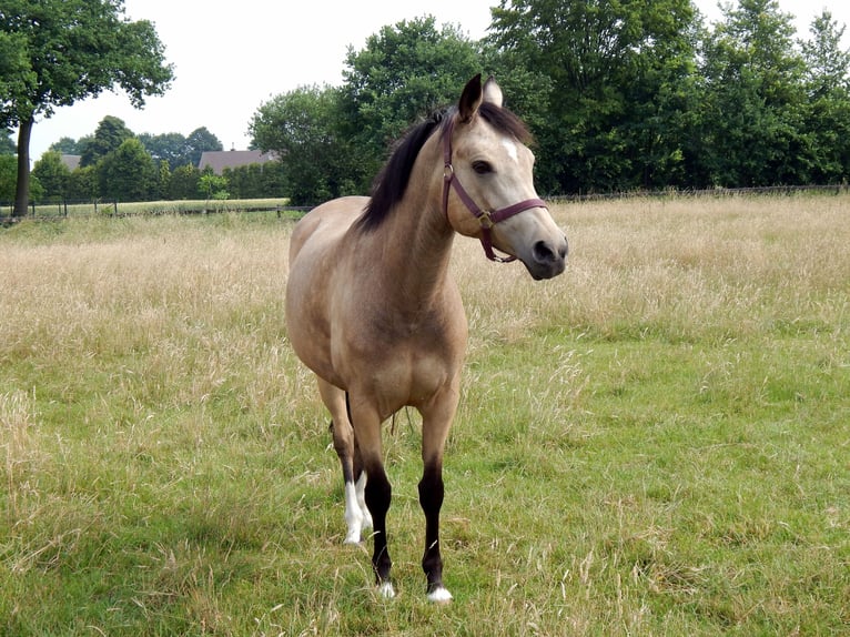 German Riding Pony Mare 15 years 14 hh Dun in Ahaus