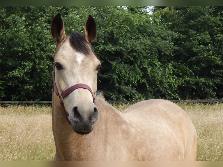 German Riding Pony Mare 15 years 14 hh Dun in Ahaus