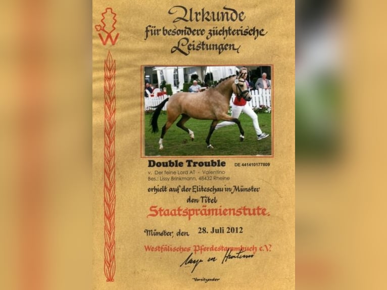 German Riding Pony Mare 15 years 14 hh Dun in Ahaus