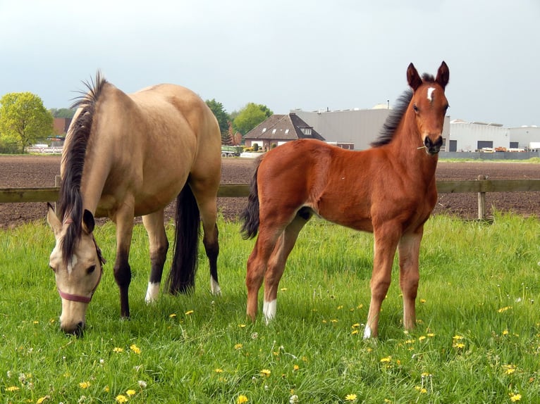 German Riding Pony Mare 15 years 14 hh Dun in Ahaus