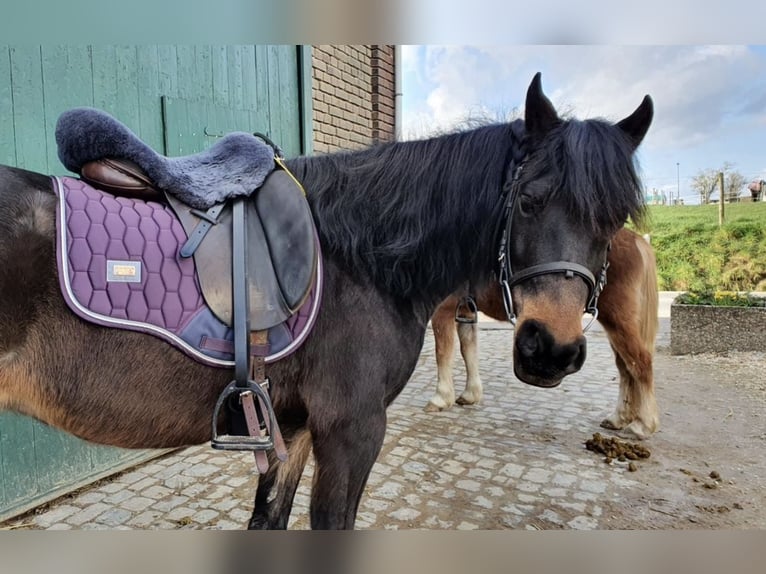 German Riding Pony Mare 15 years 14 hh in Solingen