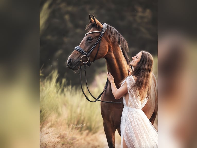 German Riding Pony Mare 15 years 14,1 hh Brown in Engelskirchen