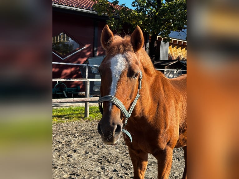 German Riding Pony Mare 15 years 14,1 hh Chestnut-Red in Reutte