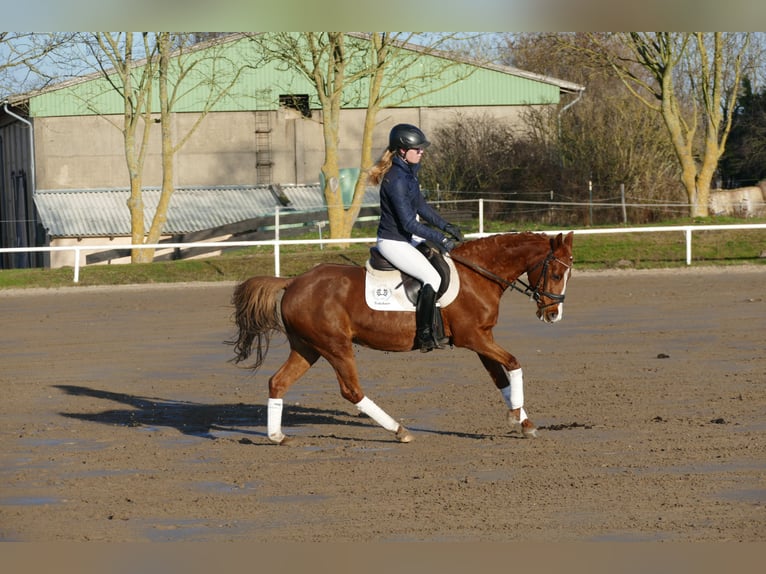 German Riding Pony Mare 15 years 14,1 hh Chestnut-Red in Ganschow