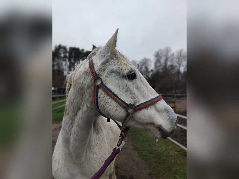 German Riding Pony Mare 15 years 14,1 hh Grey in Hamburg Niendorf