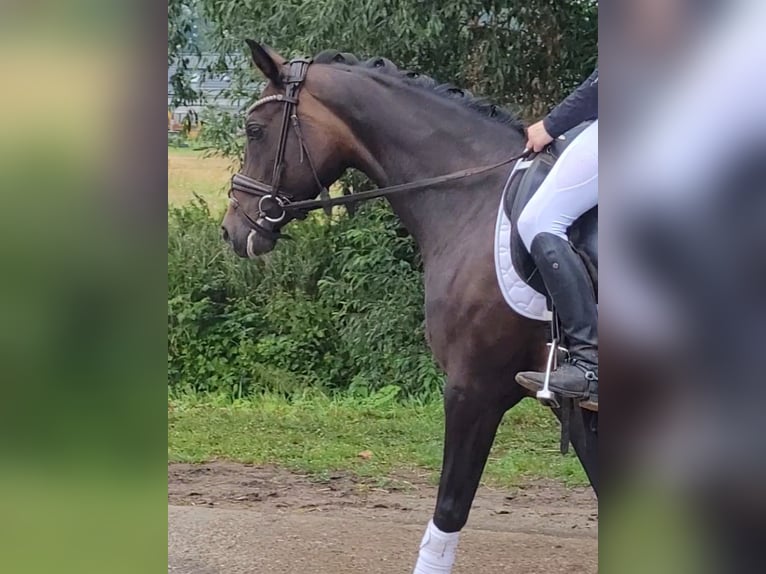 German Riding Pony Mare 15 years 14,2 hh Bay-Dark in Handorf