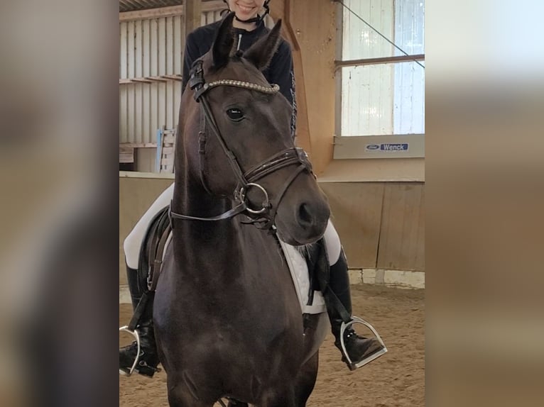 German Riding Pony Mare 15 years 14,2 hh Bay-Dark in Handorf