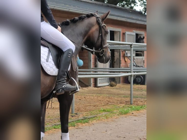 German Riding Pony Mare 15 years 14,2 hh Bay-Dark in Handorf
