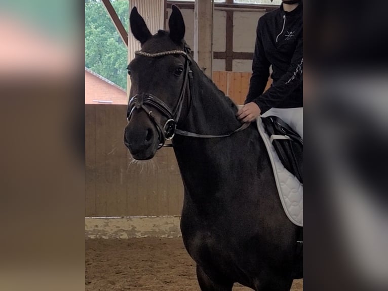 German Riding Pony Mare 15 years 14,2 hh Bay-Dark in Handorf