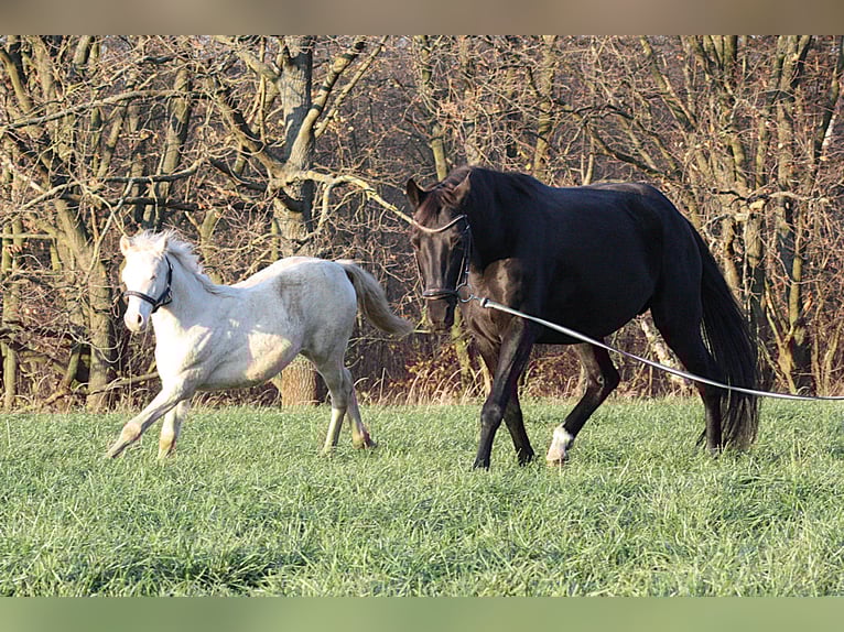 German Riding Pony Mare 15 years 14,2 hh Black in Vetschau