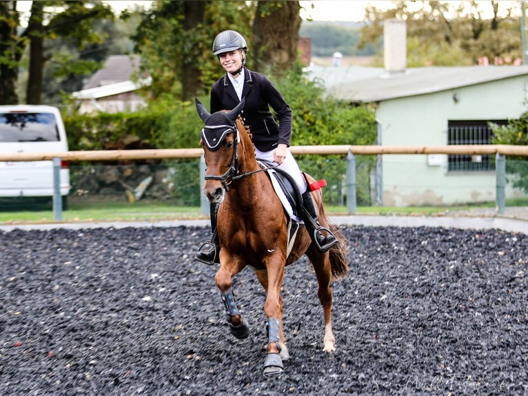 German Riding Pony Mare 15 years 14,2 hh Chestnut-Red in Golmsdorf
