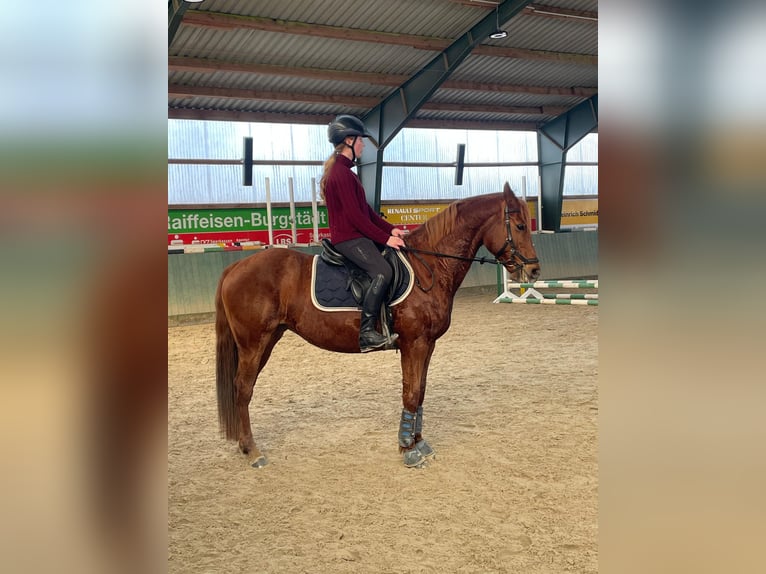 German Riding Pony Mare 15 years 14,2 hh Chestnut-Red in Golmsdorf