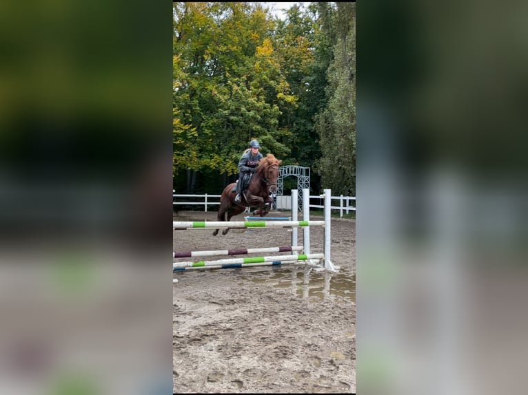 German Riding Pony Mare 15 years 14,2 hh Chestnut-Red in Golmsdorf