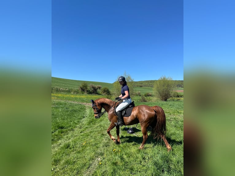 German Riding Pony Mare 15 years 14,2 hh Chestnut-Red in Golmsdorf