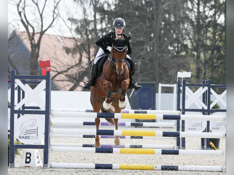 German Riding Pony Mare 15 years 14,2 hh Chestnut-Red in Golmsdorf